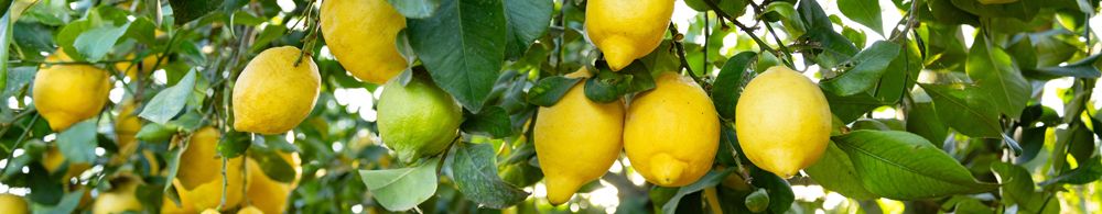Le Citronnier Femminello Carrubaro