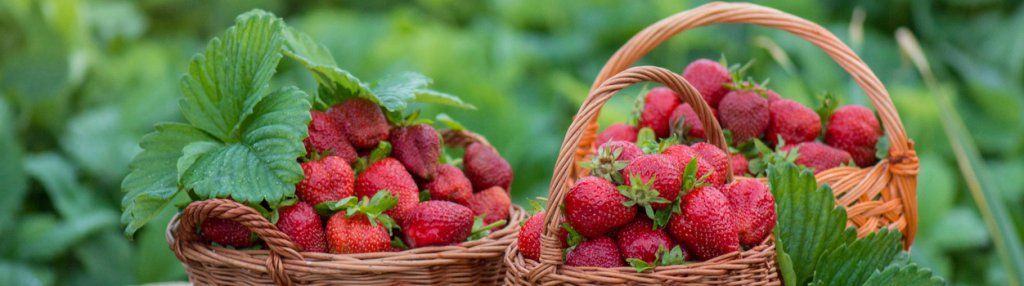 Des fraises sucrées… même en janvier !