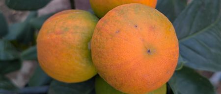 Mandarine satsuma est désignée scientifiquement comme Citrus unshiu